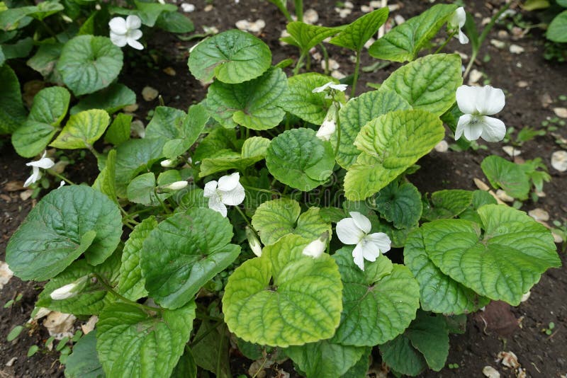 White Flowers in the Leafage of Viola Sororia Albiflora in May Stock