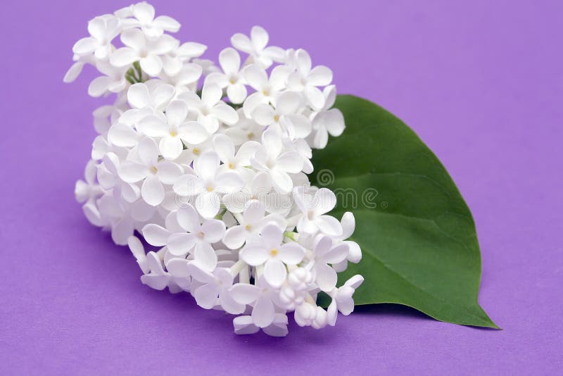 Spring lilac flower stock photo. Image of botanical, abstract 19509956