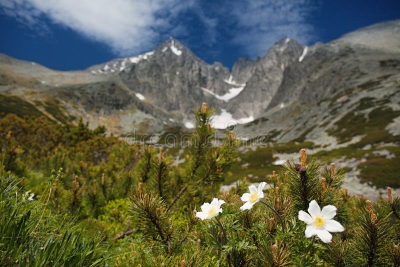 White flowers and Lomnica Peak