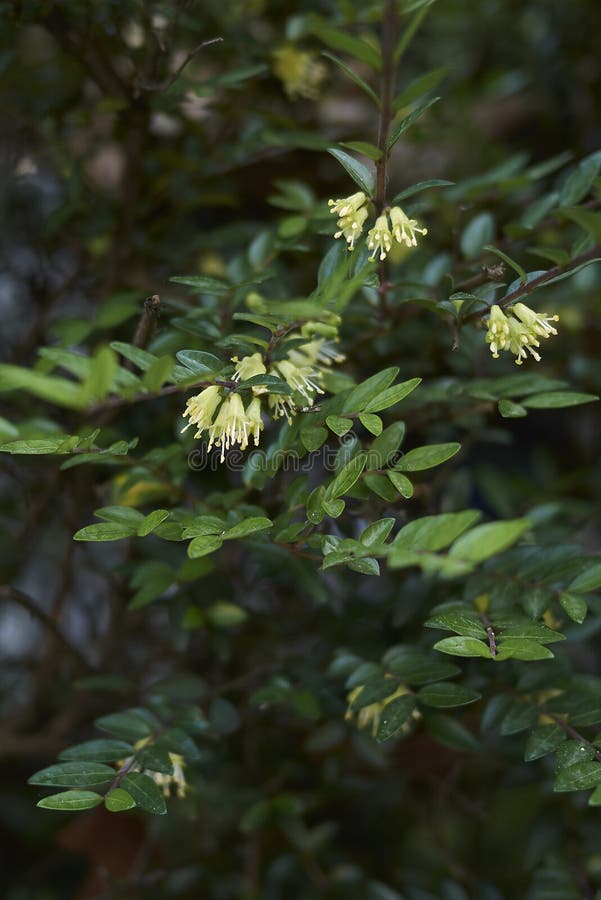 Lonicera Nitida Bonsai Plant Stock Image Image of tree, chinese 93744479