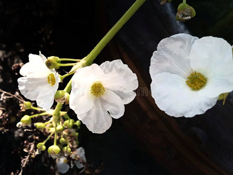 White Flowers, Lotus Flowers, Amazon Blooming, Many Beautiful White Flowers with Blurred Black
