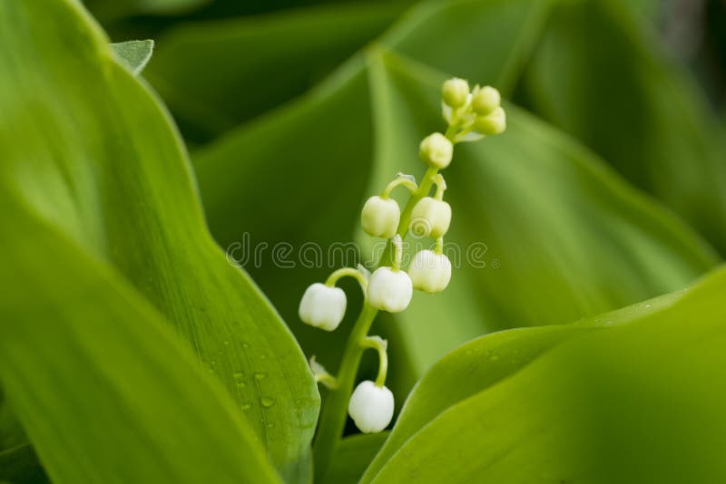 White Flowers of a May Lily of the Valley Stock Photo Image of