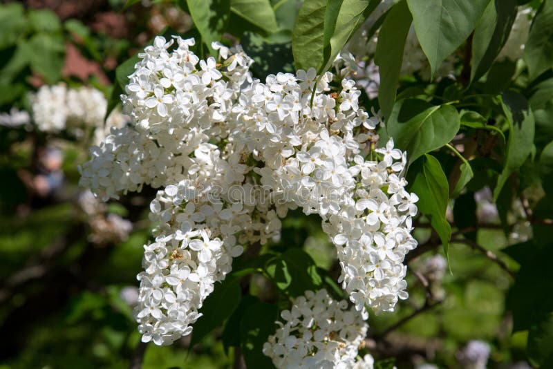 The white flowers of mountain ash on a background of green leaves in the spring on a clear Sunny day. royalty free stock photo The white flowers of mountain ash on a background of green leaves in the spring on a clear Sunny day. royalty free stock photo