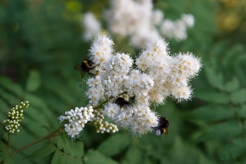 White flowers of a mountain ash with a bumblebee on a background of green leaves. Selective focus royalty free stock images White flowers of a mountain ash with a bumblebee on a background of green leaves. Selective focus royalty free stock images