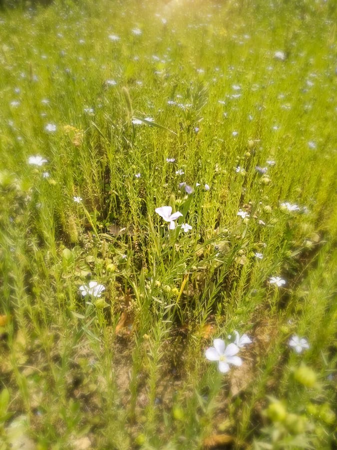 White Flowers in Botanical Garden Natural Beautiful Fresh Background