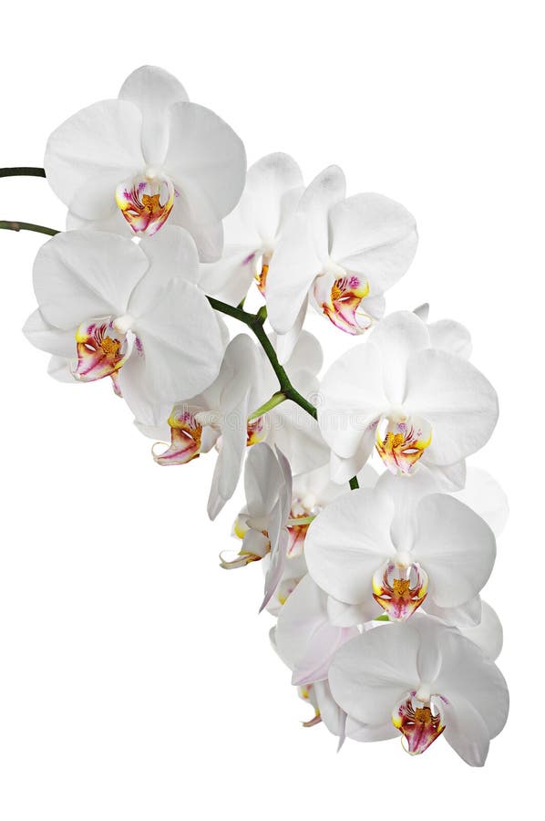 White flowers orchids royalty free stock image