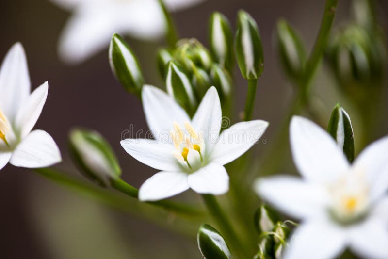 White flowers of Ornithogalum umbellatum