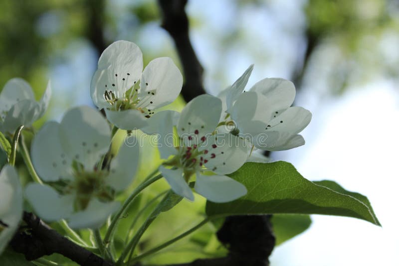 White flowers of pear tree stock photo. Image of bloom 116444208