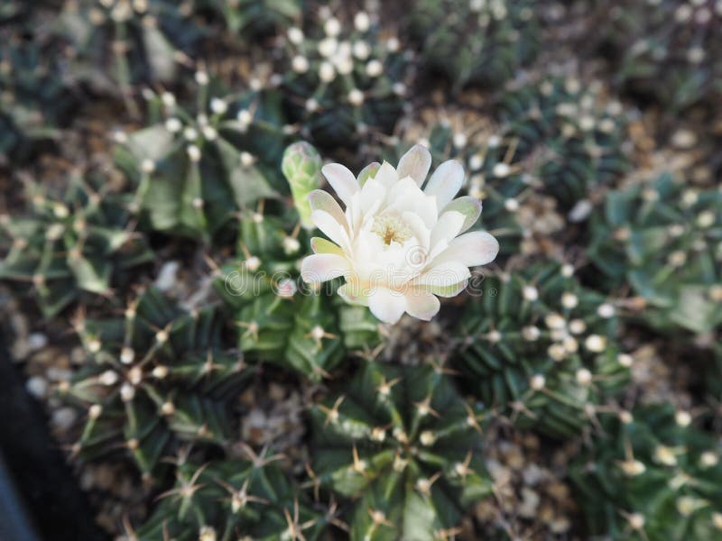 White Flowers with Pollination the Back is a Cactus Gymno. Stock Photo Image of nature, tree