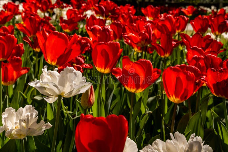 White Flowers Pop Up in Red Tulip Bed Stock Photo Image of tulips