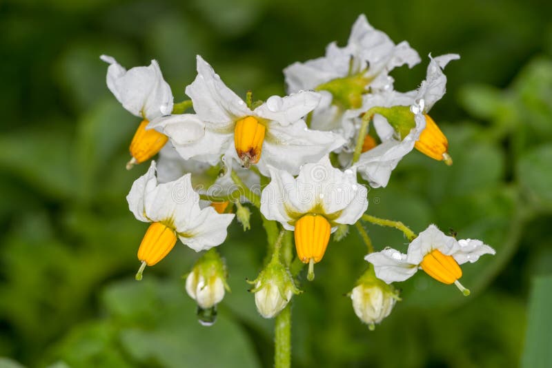 White flowers of potato