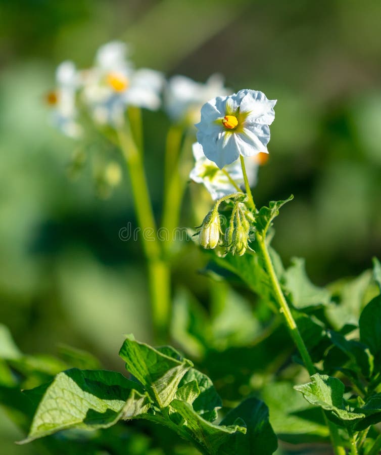 White Flowers on Potatoes in Vegetable Garden. Stock Photo Image of