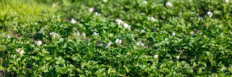 White Flowers on Potatoes in Vegetable Garden. Stock Photo Image of
