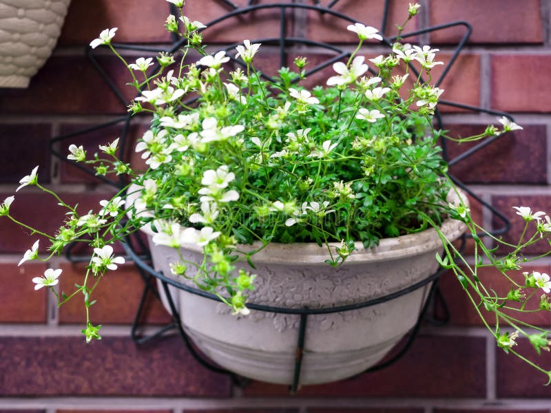 White Flowers in Pots Hanging on a Brick Wall. Stock Photo Image of