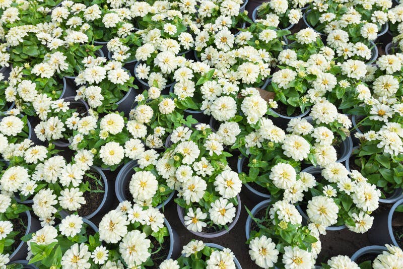 White flowers in pots stock image. Image of white, view 50612401