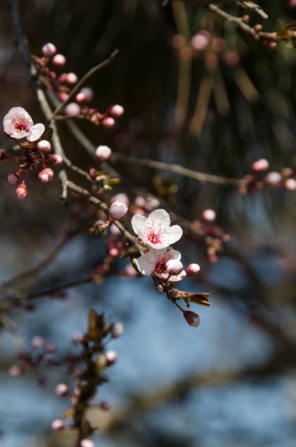 White flowers of Prunus cerasifera stock photography White flowers of Prunus cerasifera stock photography