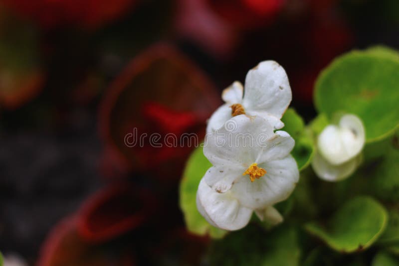 White Flowers after Rain in the Morning Stock Photo Image of plant