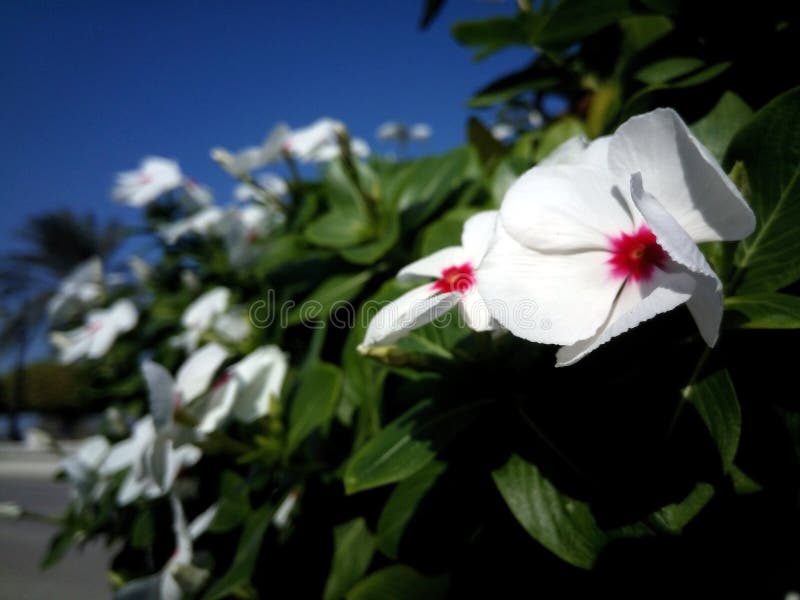 White Flowers with Red Dots Stock Image Image of green, garden 107624459