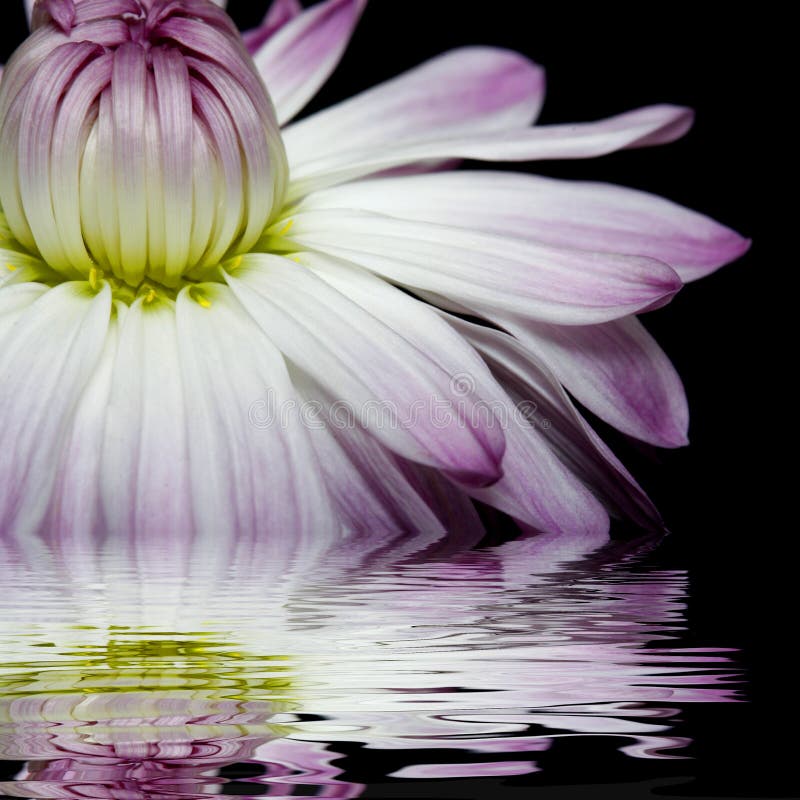 White flowers reflected in the water