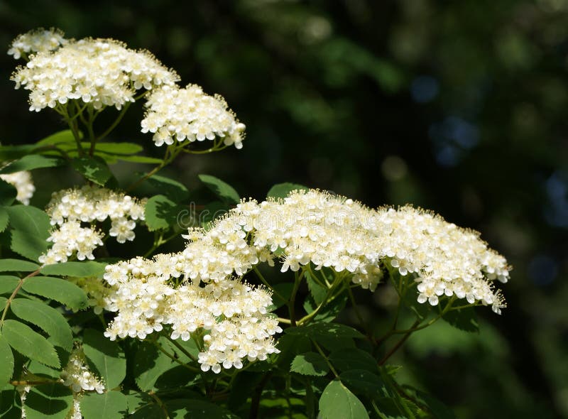 White flowers rowan