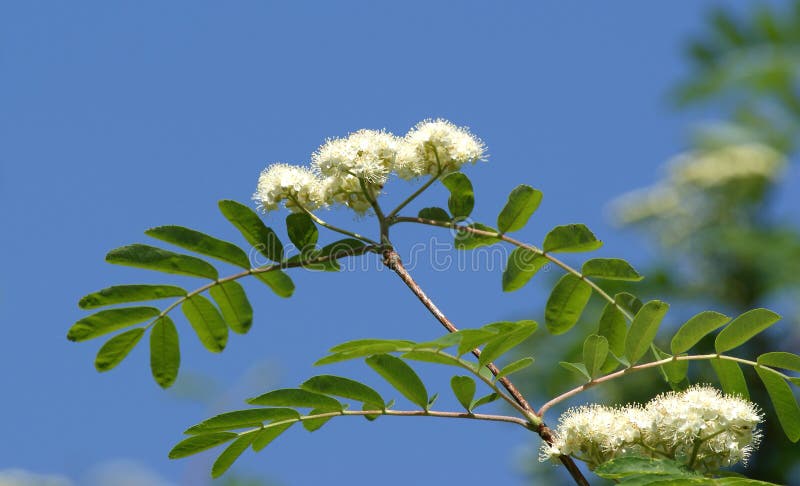 White flowers rowan