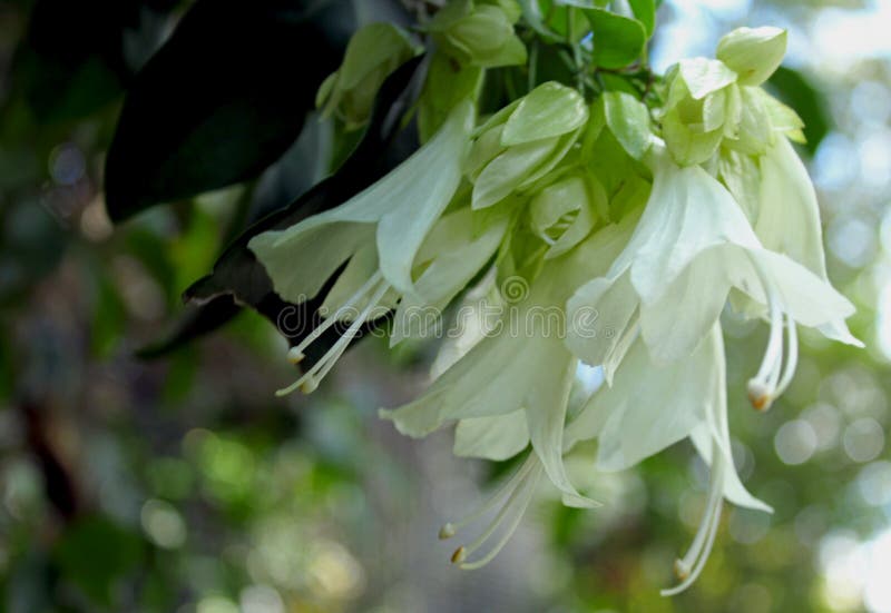White flowers of Royal creeper royalty free stock photography White flowers of Royal creeper royalty free stock photography