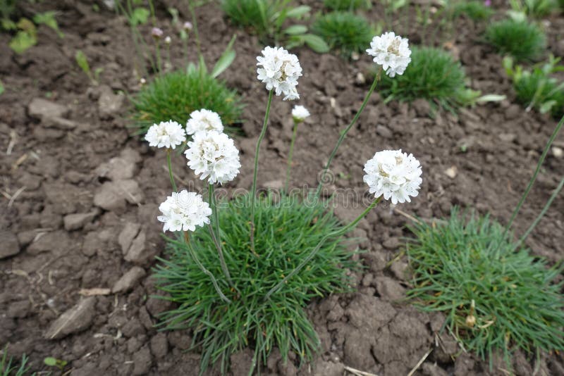 White Flowers of Sea Thrift Stock Photo Image of botany, park 231381514