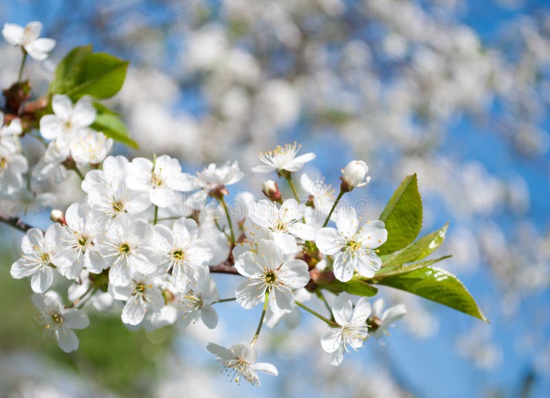 White flowers in the sky stock image. Image of petals - 25648989