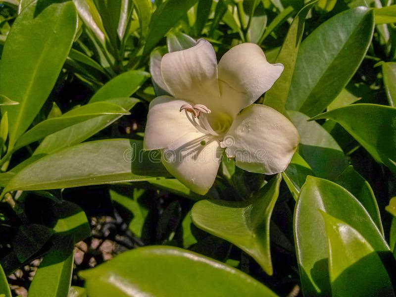 Flowers Smell Sweet for the Soul, so they are Insanely Good. Stock