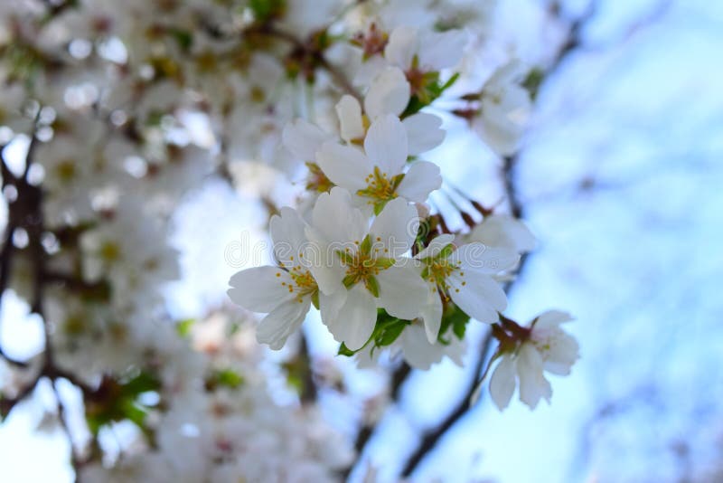 White flowers in the spring royalty free stock photo White flowers in the spring royalty free stock photo