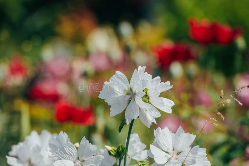White Flowers in the Summer in the Courtyard Stock Image Image of