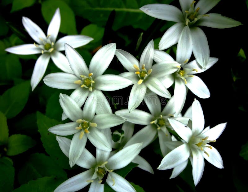 White flowers stock image. Image of august, seasons, summer 79724623