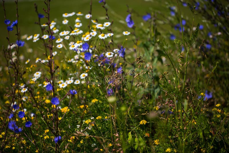 White flowers in summer stock image. Image of remedies 120480919