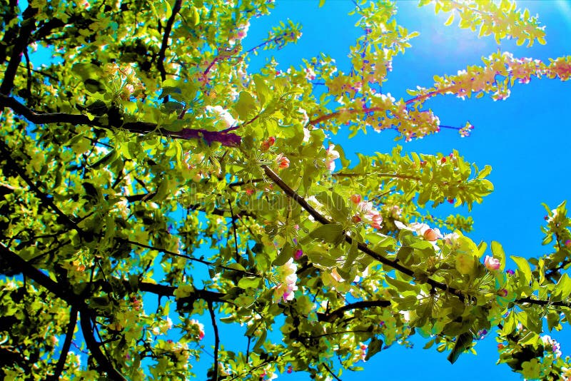 White flowers in a sun day stock image. Image of long 107080359