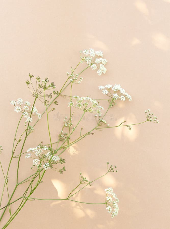 White Flowers and Sunlight on Beige Wall. Aesthetic Minimal Wallpaper.  Summer Floral Plant Background Composition Stock Image - Image of trees,  beige: 221589033
