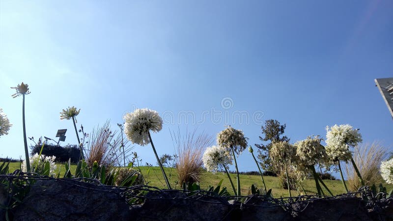 white flowers with img