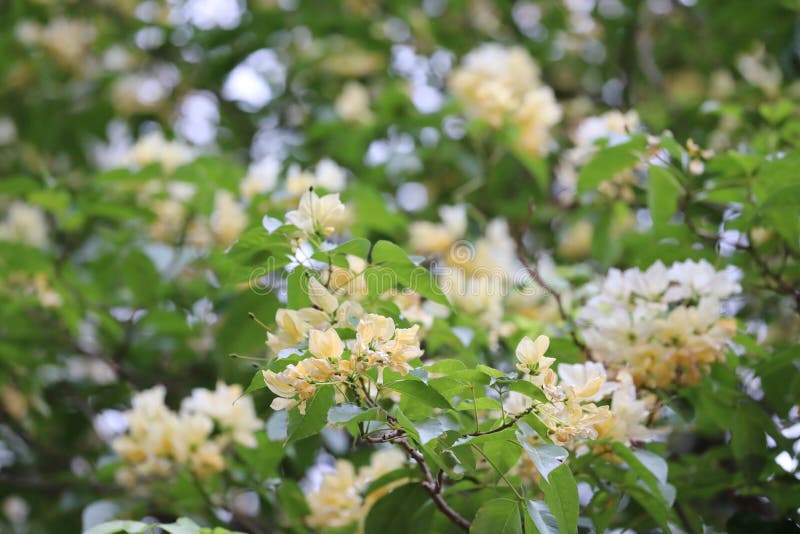 A White Flowers Tree in Front of a Park at Nature Stock Image Image