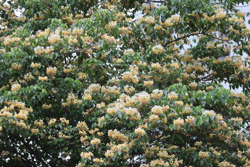 A White Flowers Tree in Front of a Park at Nature Stock Photo Image