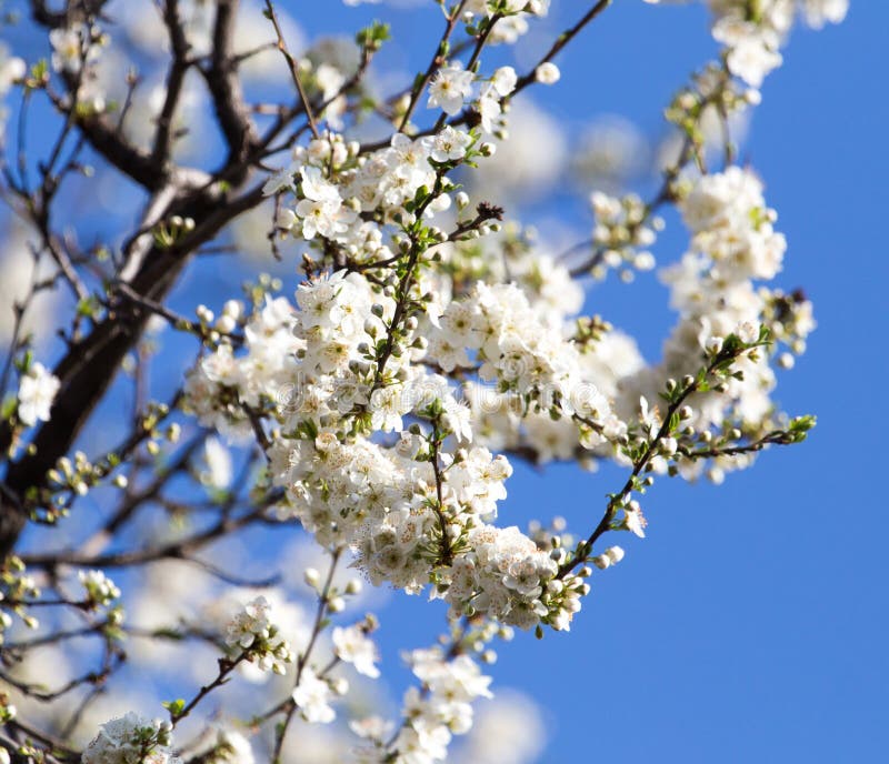 White Flowers on the Tree in Nature Stock Photo Image of space, plant 107829312
