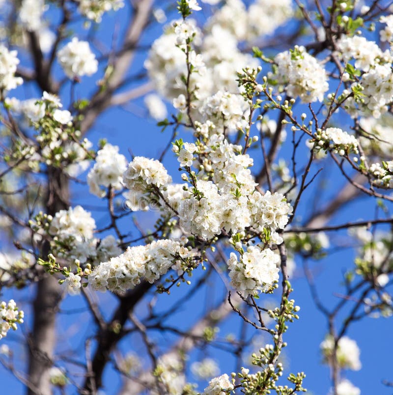 White Flowers on the Tree in Nature Stock Image Image of detail