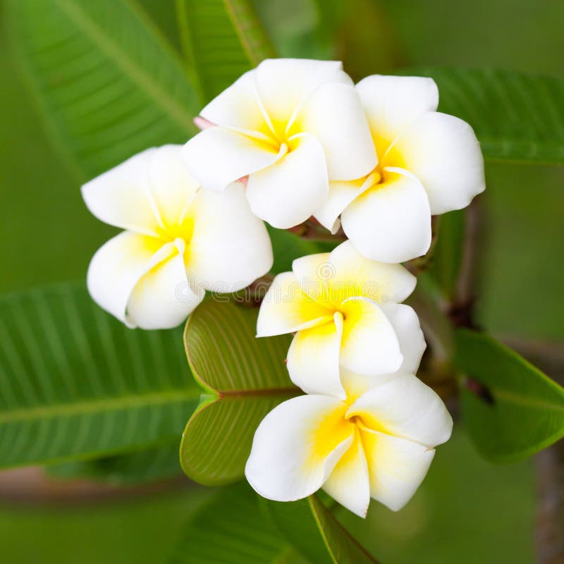 White flowers on trees stock photo. Image of beauty, macro 56739504