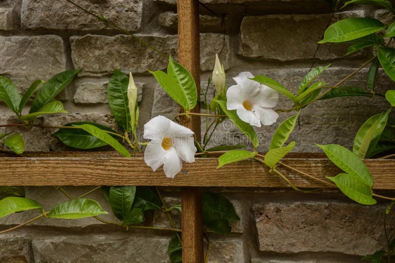 White Flowers on the Vine stock photo. Image of vine 160414716