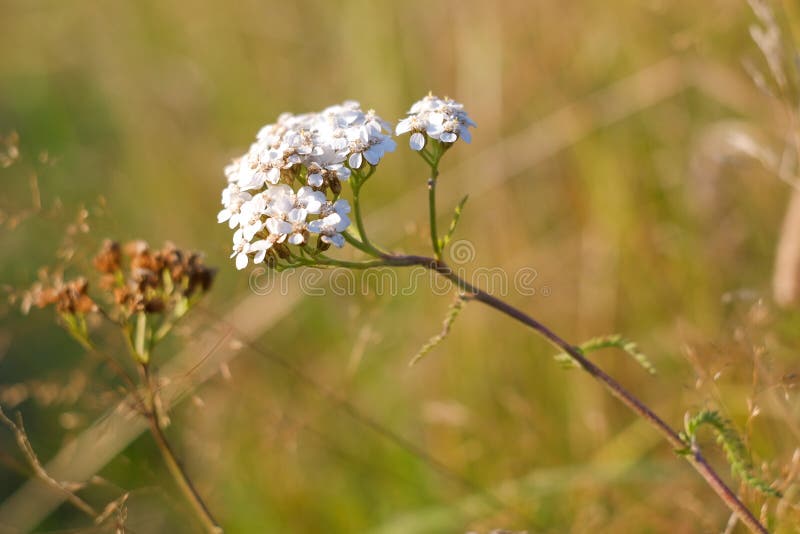 White Flowers of a Yarrow in the Autumn Field Stock Photo - Image of ...