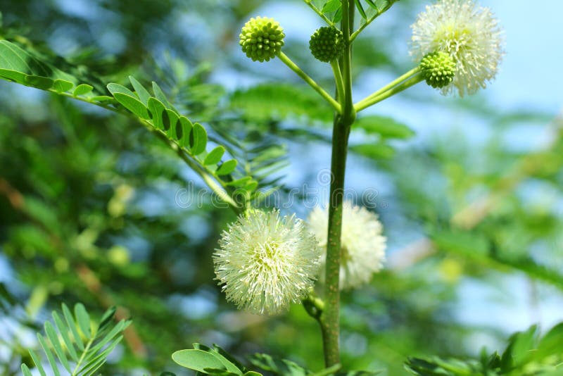 White fluffy balls flowers Leucaena leucocephala leucaena glauca, mimosa leucocephala