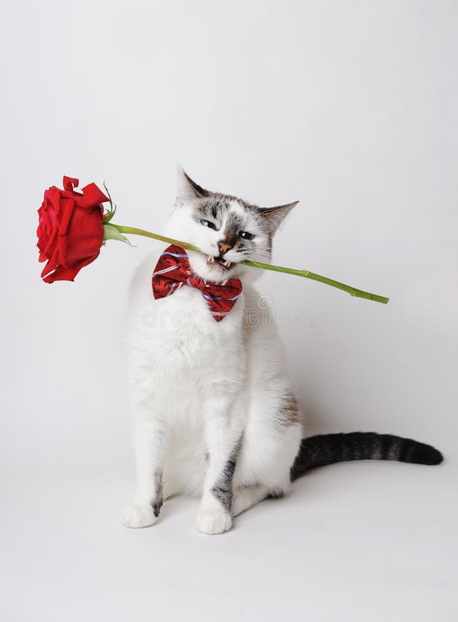 White fluffy blue-eyed cat in a stylish bow tie on a light background holding a red rose in his teeth.