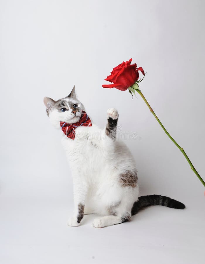 White fluffy blue-eyed cat in a stylish bow tie on a light background with a red rose. Red silk bow tie with a pattern