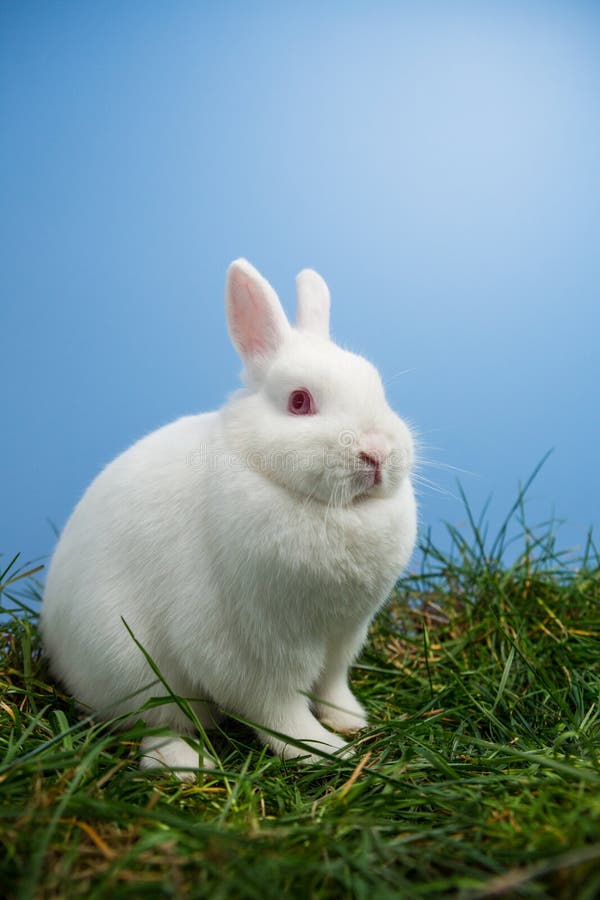 White Fluffy Rabbit Standing Up on the Grass Stock Image - Image of ...