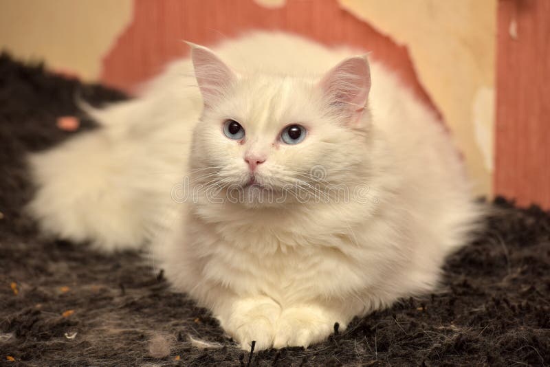 White fluffy cat stock image. Image of fluffy, home, cute 66891615