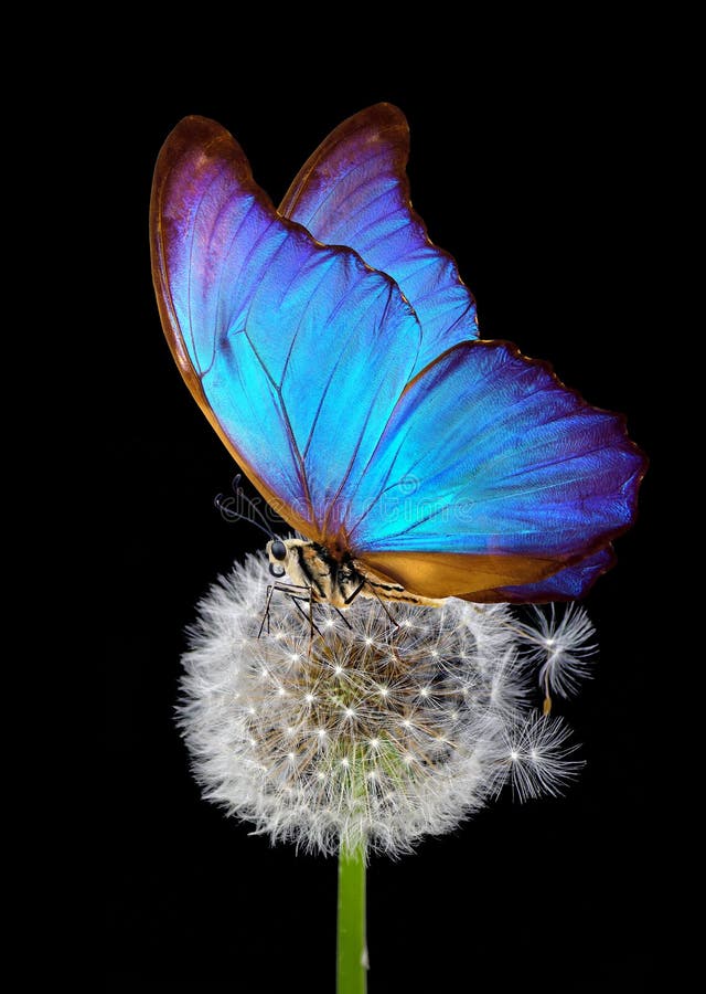 White fluffy dandelion and blue morpho butterfly on a black background. close up