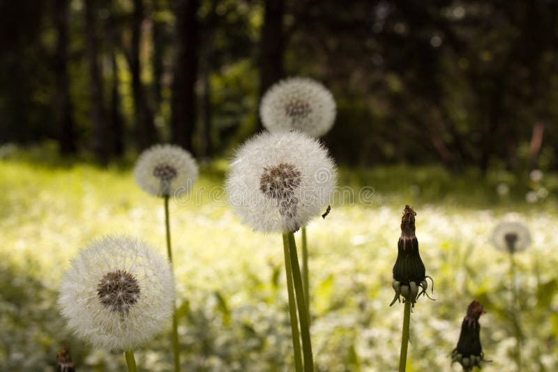White fluffy dandelions, natural green blurred spring background stock photography White fluffy dandelions, natural green blurred spring background stock photography